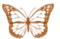 butterfly 2